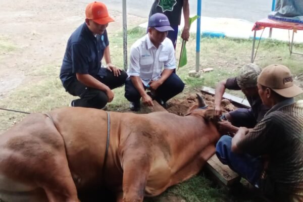 Momen Indah Idul Adha 1445 H PT. Pelindo Kalianget Menyembelih dua Ekor Sapi Kurban di Dua Tempat Untuk di Salurkan Pada Masyarakat WhatsApp Image 2024 06 19 at 18.32.58