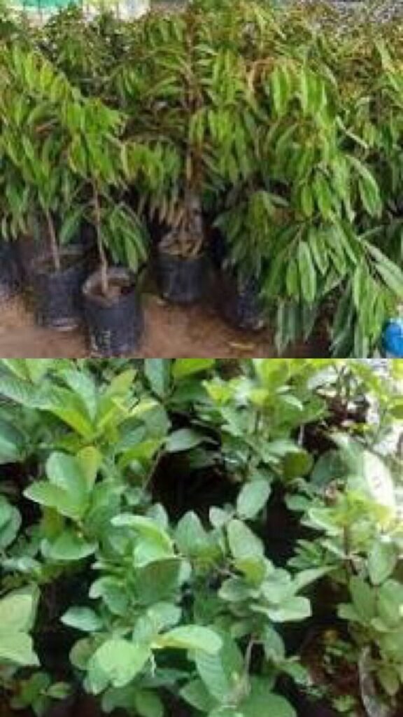 d00fbc09 9138 42af b269 6bc28072e224