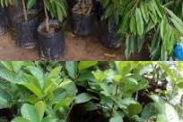 d00fbc09 9138 42af b269 6bc28072e224