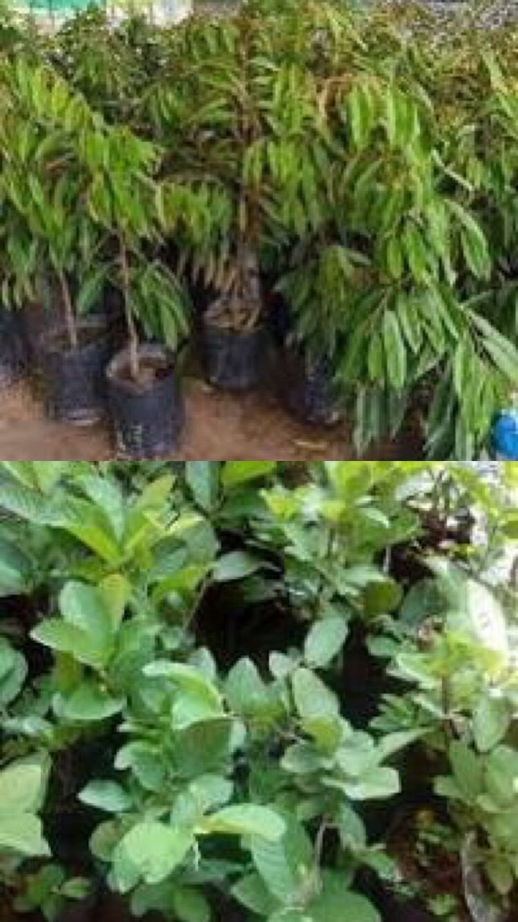 d00fbc09 9138 42af b269 6bc28072e224