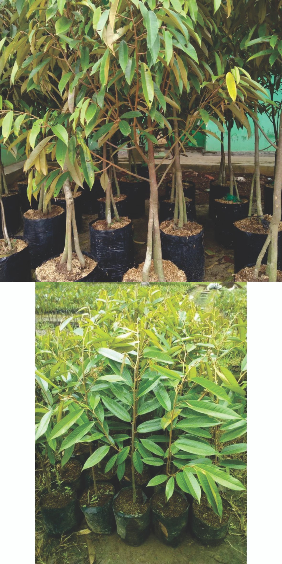 Bibit Tak Pernah Tumbuh, Uang Menguap: Dugaan Korupsi Pengadaan Durian 2023 1 Untitled 12