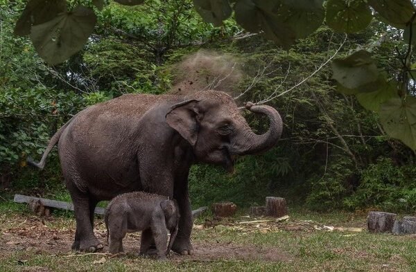kelahiran bayi gajah sumatera di riau 1 169