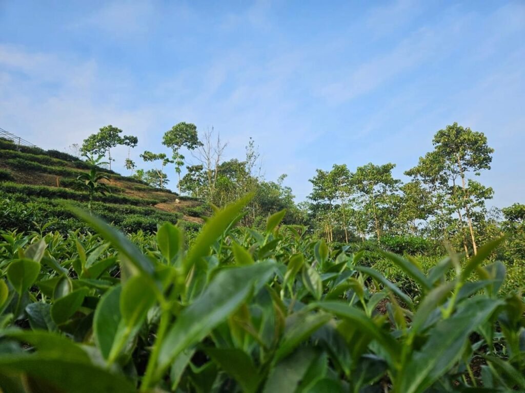 Evita Laili Syawal, Petani Milenial di Balik Suksesnya Teh Premium Pasir Canar 4 WhatsApp Image 2025 07 07 at 10.13.43 bd52b1e6