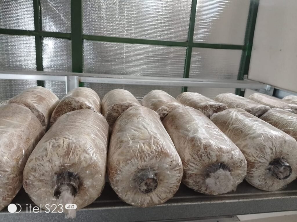 WhatsApp Image 2025 12 16 at 11.00.39 6c276c2a 1