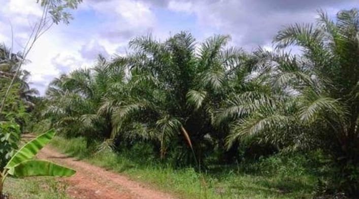 Sawit Tanpa Izin Diversifikasi dan HGU Tak Diperpanjang Dinilai Rugikan Negara, Warga Sukabumi Desak Program TORA 4 WhatsApp Image 2026 01 23 at 7.04.44 PM
