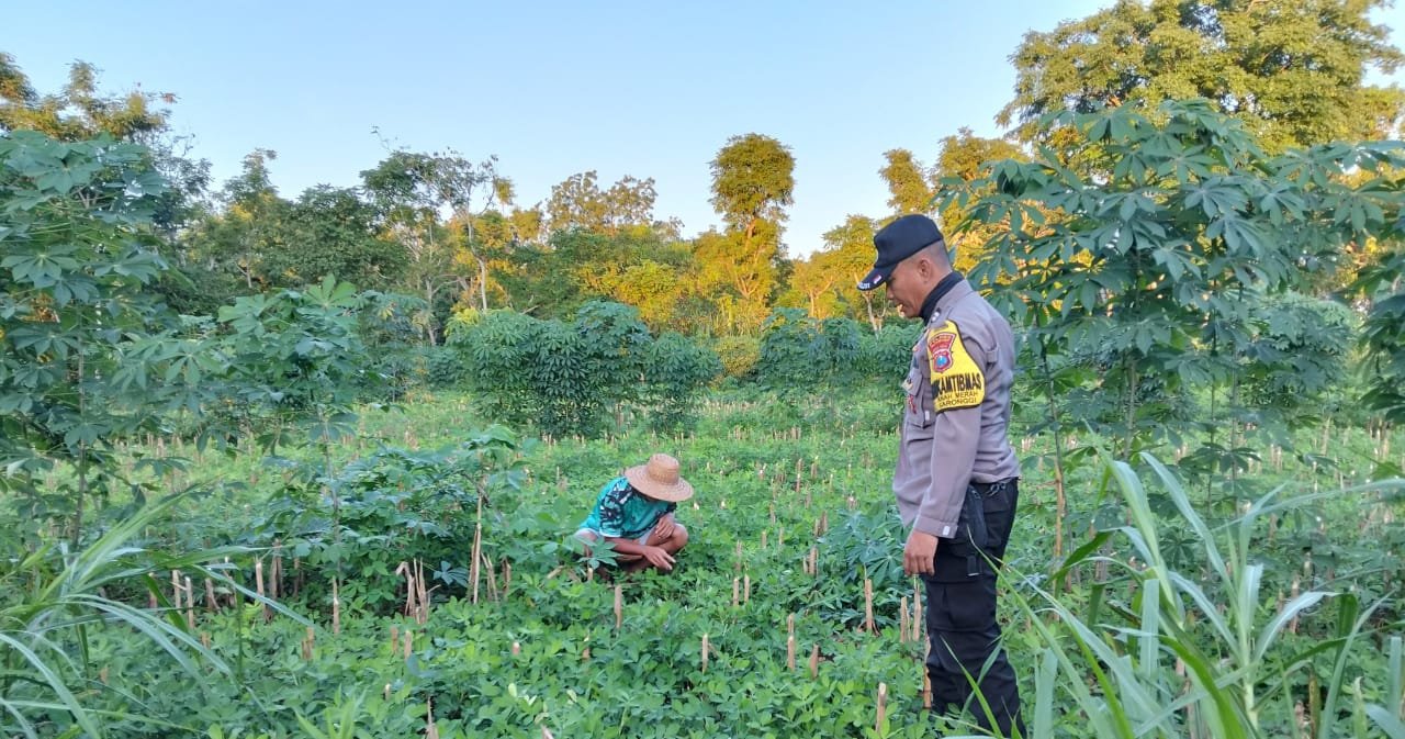 Polsek Saronggi Dukung Ketahanan Pangan Nasional, Bhabinkamtibmas Desa Tanah Merah Pantau Lahan Pertanian Warga 3 WhatsApp Image 2026 06 11 at 10.35.59 1
