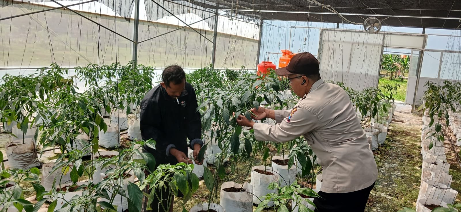 Polsek Batuputih Perkuat Ketahanan Pangan Nasional, Dampingi Petani Cabai Kelola Pertanian Modern di Greenhouse 2 WhatsApp Image 2026 06 11 at 12.51.03 1