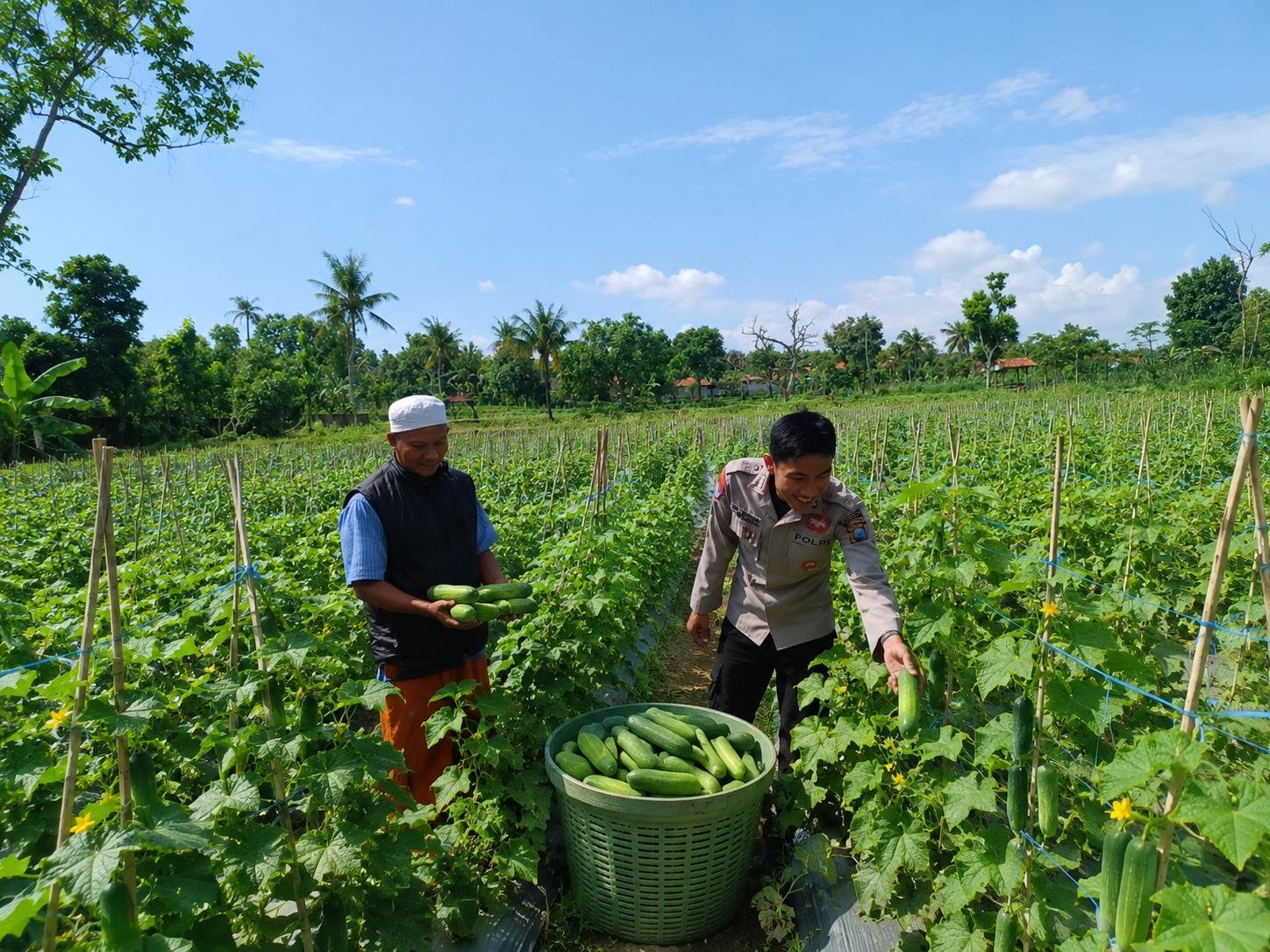 Dukung Swasembada Pangan Nasional, Bhabinkamtibmas Polres Sumenep Monitoring Budidaya Mentimun di Desa Kerta Timur 1 WhatsApp Image 2026 07 03 at 10.18.47 AM